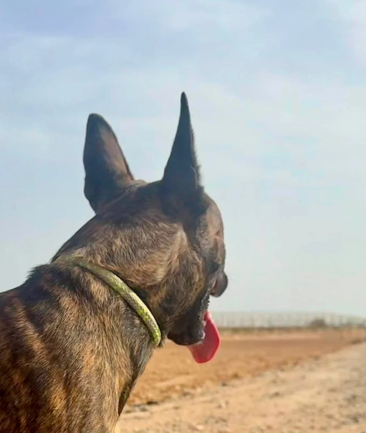 LAINEY (PPP), Mixed Breed (Murcia))