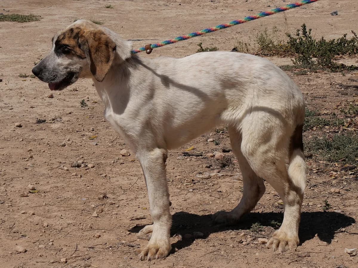 LIA, female young Mixed Breed for adoption at Murcia), Lips Rescue
