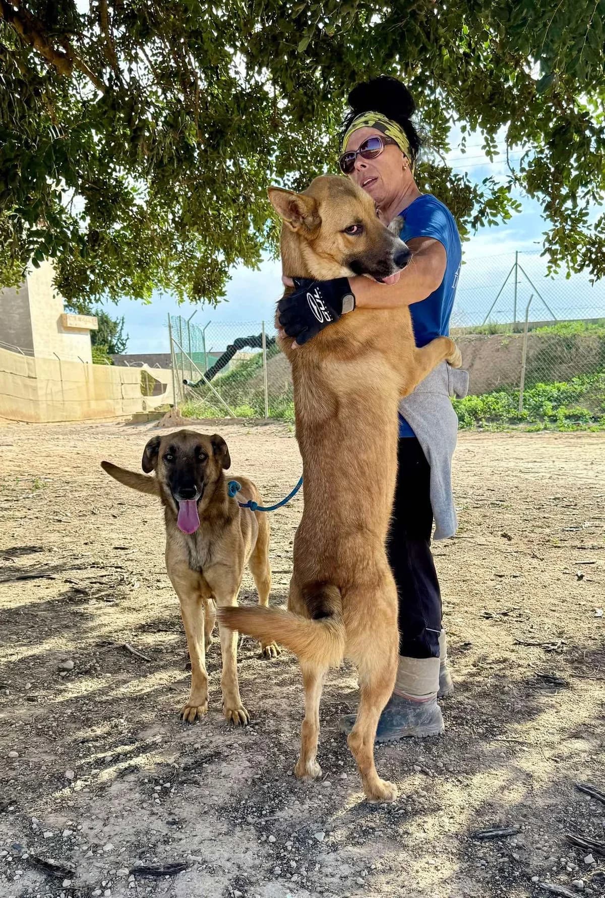 LIAM (2), male Mixed Breed for adoption at Murcia), Lips Rescue