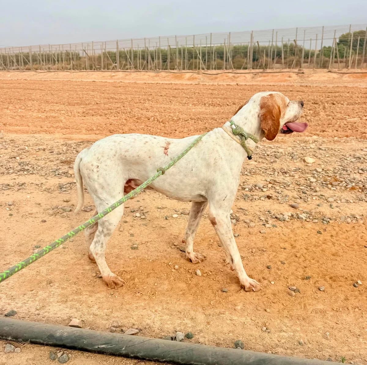 LINCOM, male Mixed Breed for adoption at Murcia), Lips Rescue