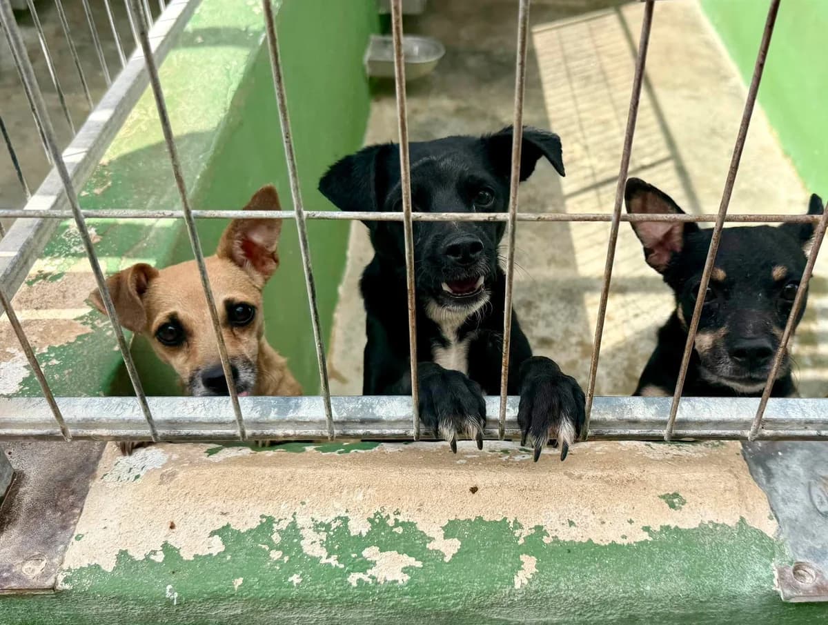 LLUVIA, female Mixed Breed for adoption at Murcia), Lips Rescue