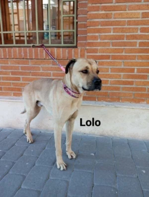 LOLO, male young Mixed Breed for adoption at Murcia), Lips Rescue
