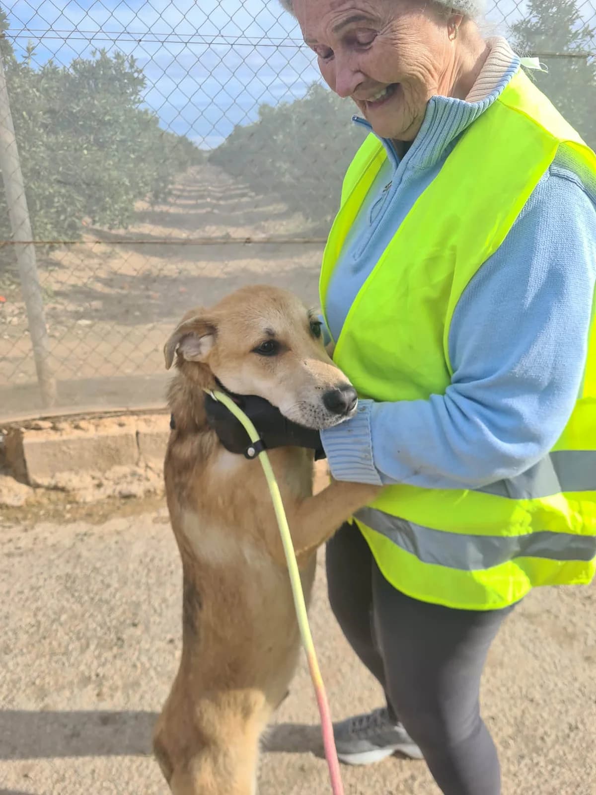 LORETO, male Mixed Breed for adoption at Murcia), Lips Rescue