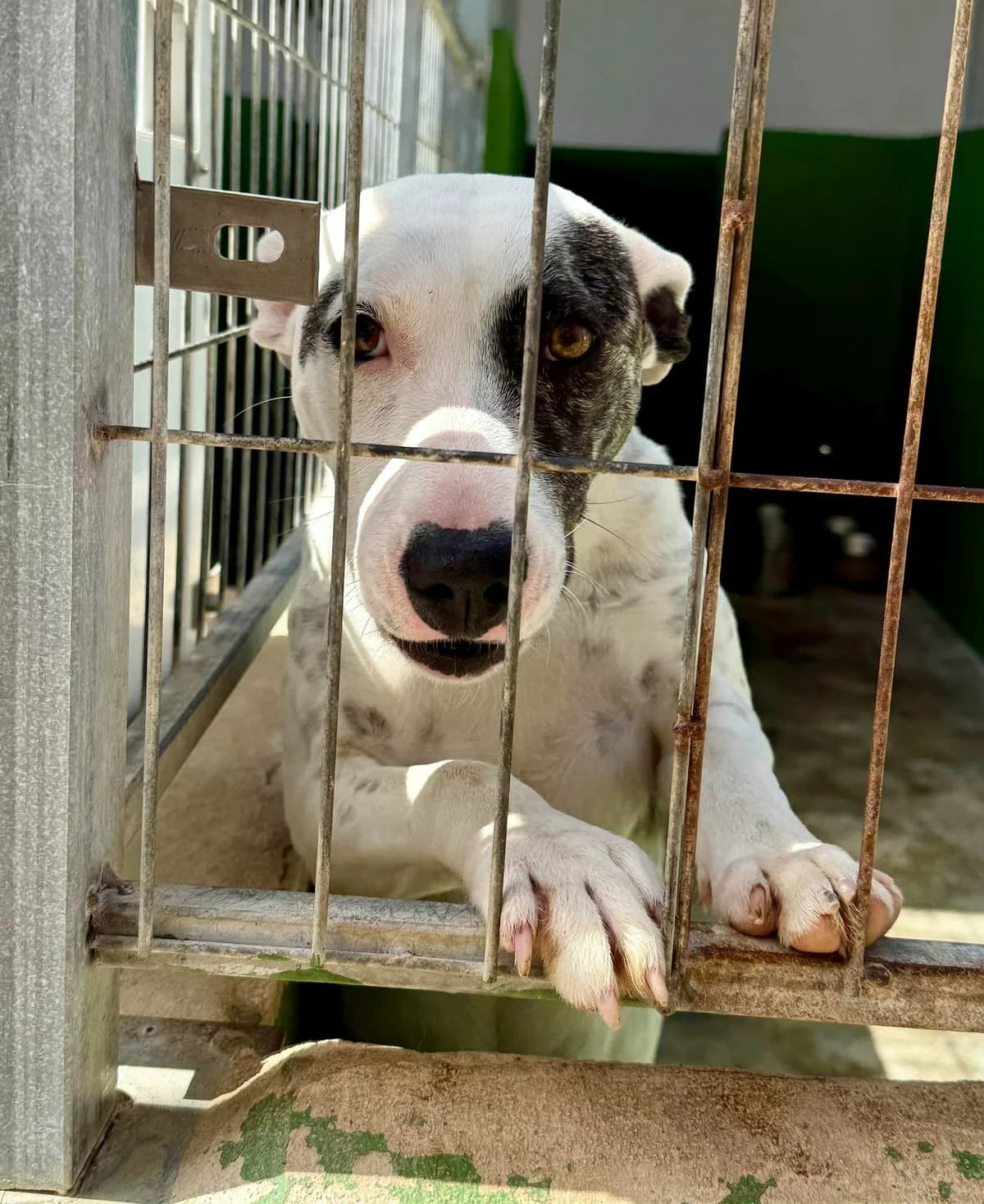 LOTTIE, female Mixed Breed for adoption at Murcia), Lips Rescue