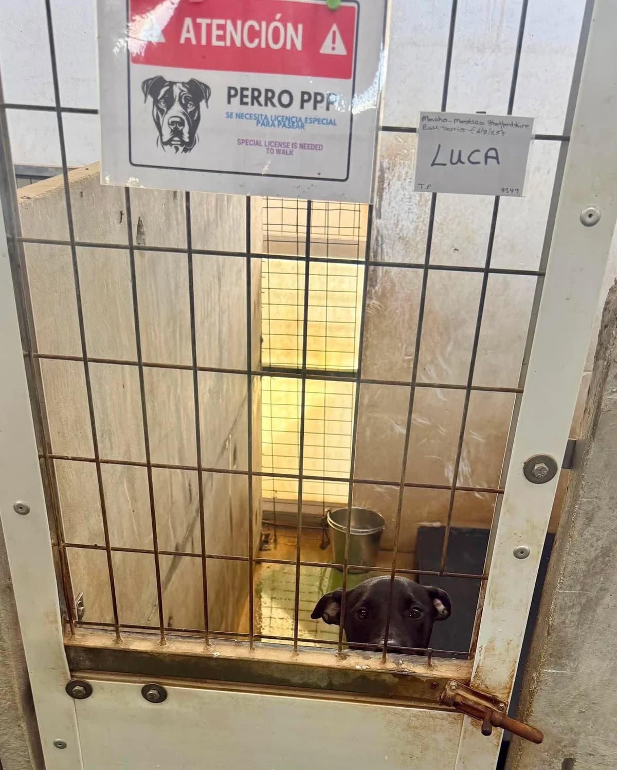 LUCA (PPP), male Mixed Breed for adoption at Murcia), Lips Rescue