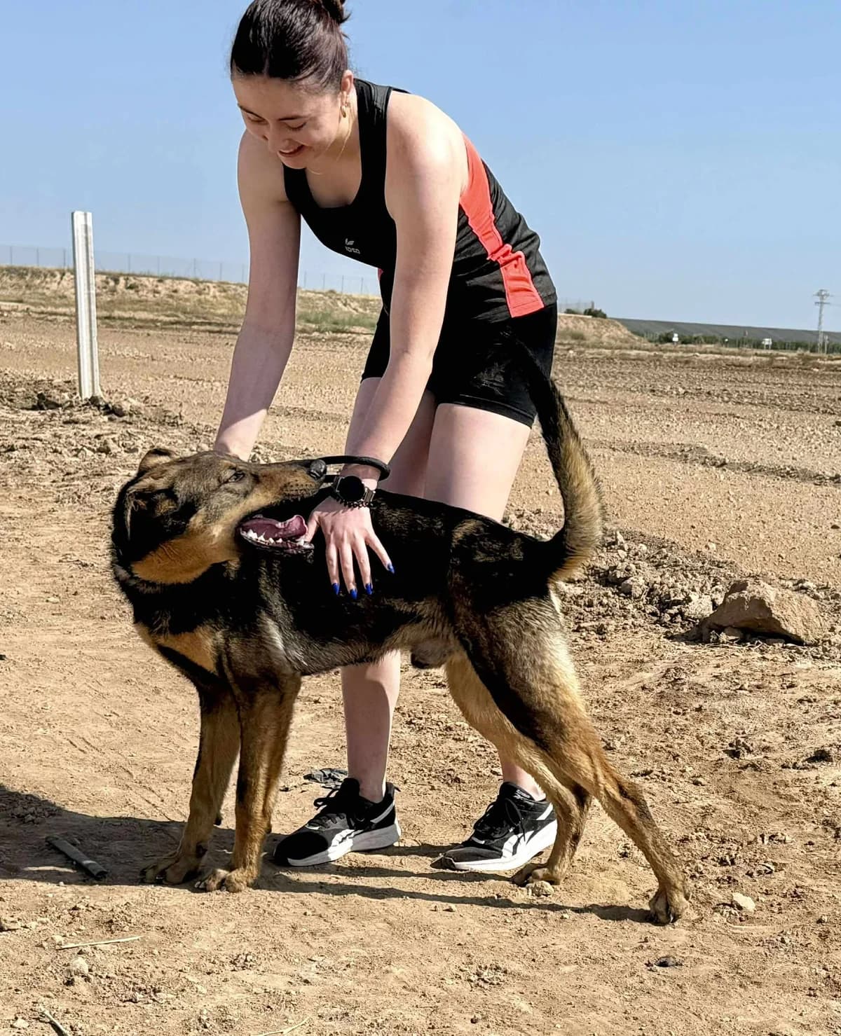 LUPO, male Mixed Breed for adoption at Murcia), Lips Rescue