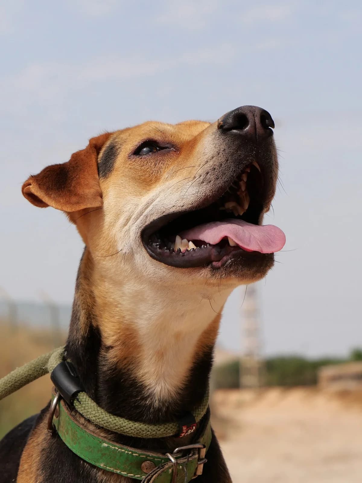 MANU, male Mixed Breed for adoption at Murcia), Lips Rescue photo 2