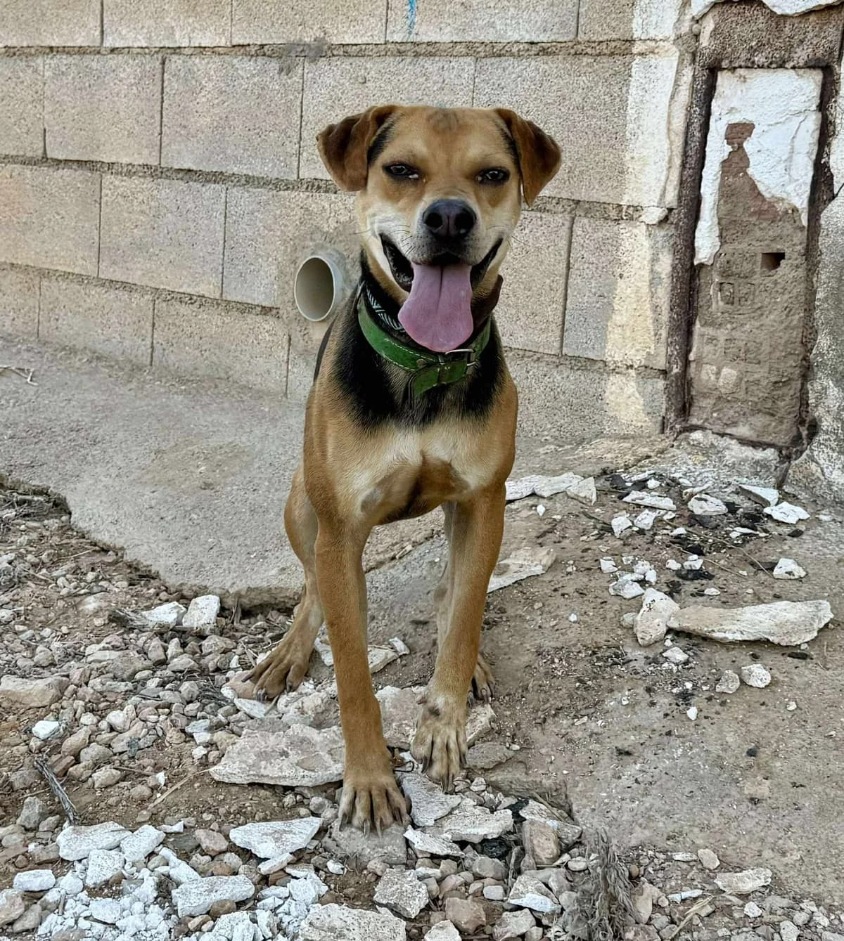 MANU, male Mixed Breed for adoption at Murcia), Lips Rescue photo 3