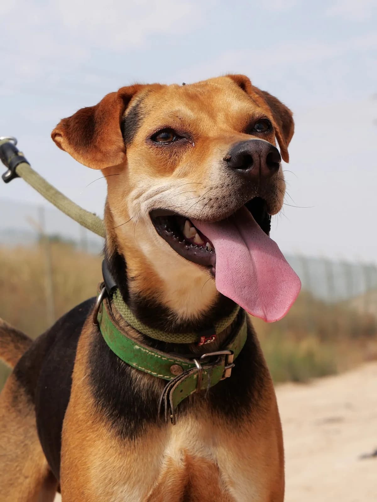 MANU, male Mixed Breed for adoption at Murcia), Lips Rescue photo 4