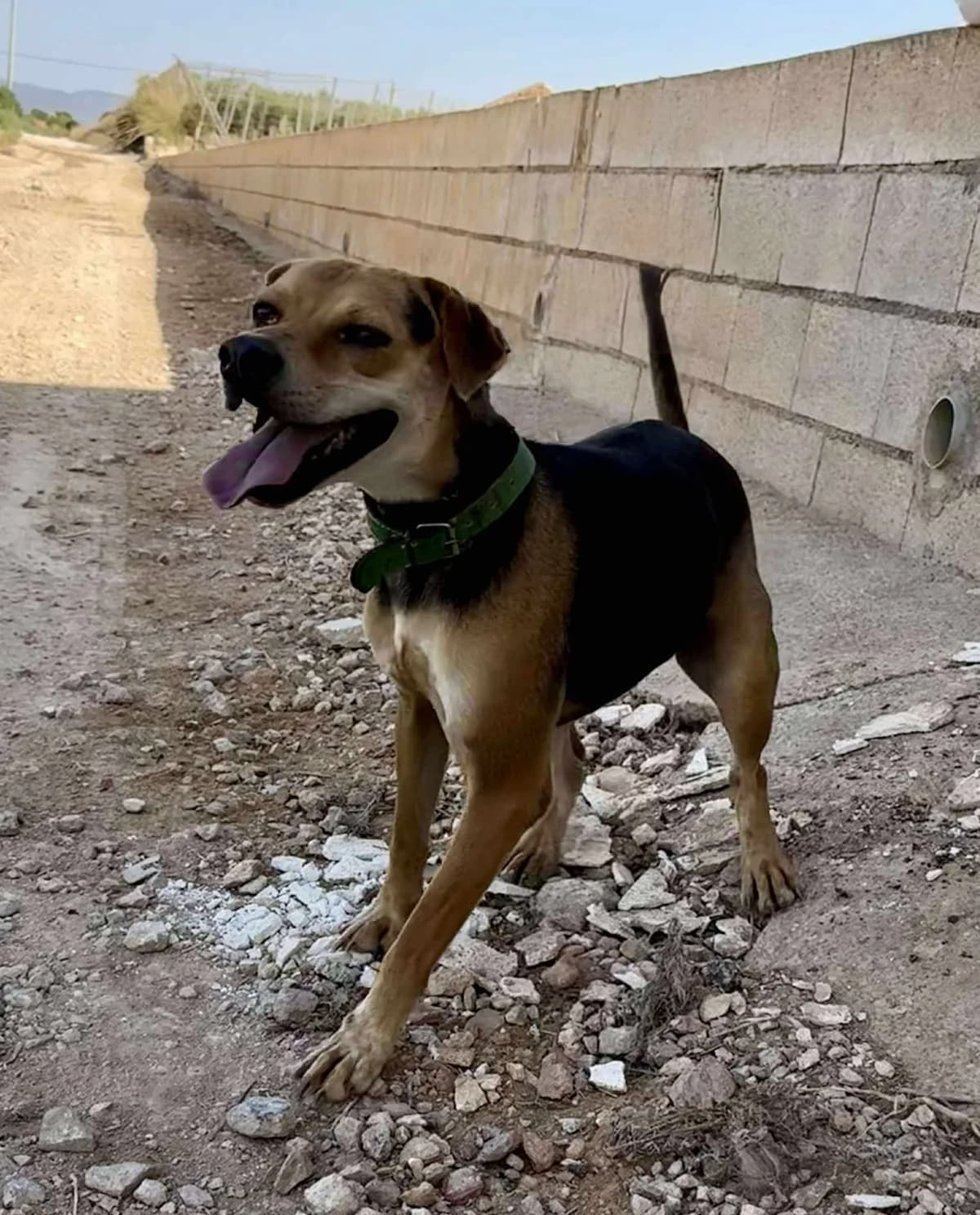 MANU, male Mixed Breed for adoption at Murcia), Lips Rescue photo 5