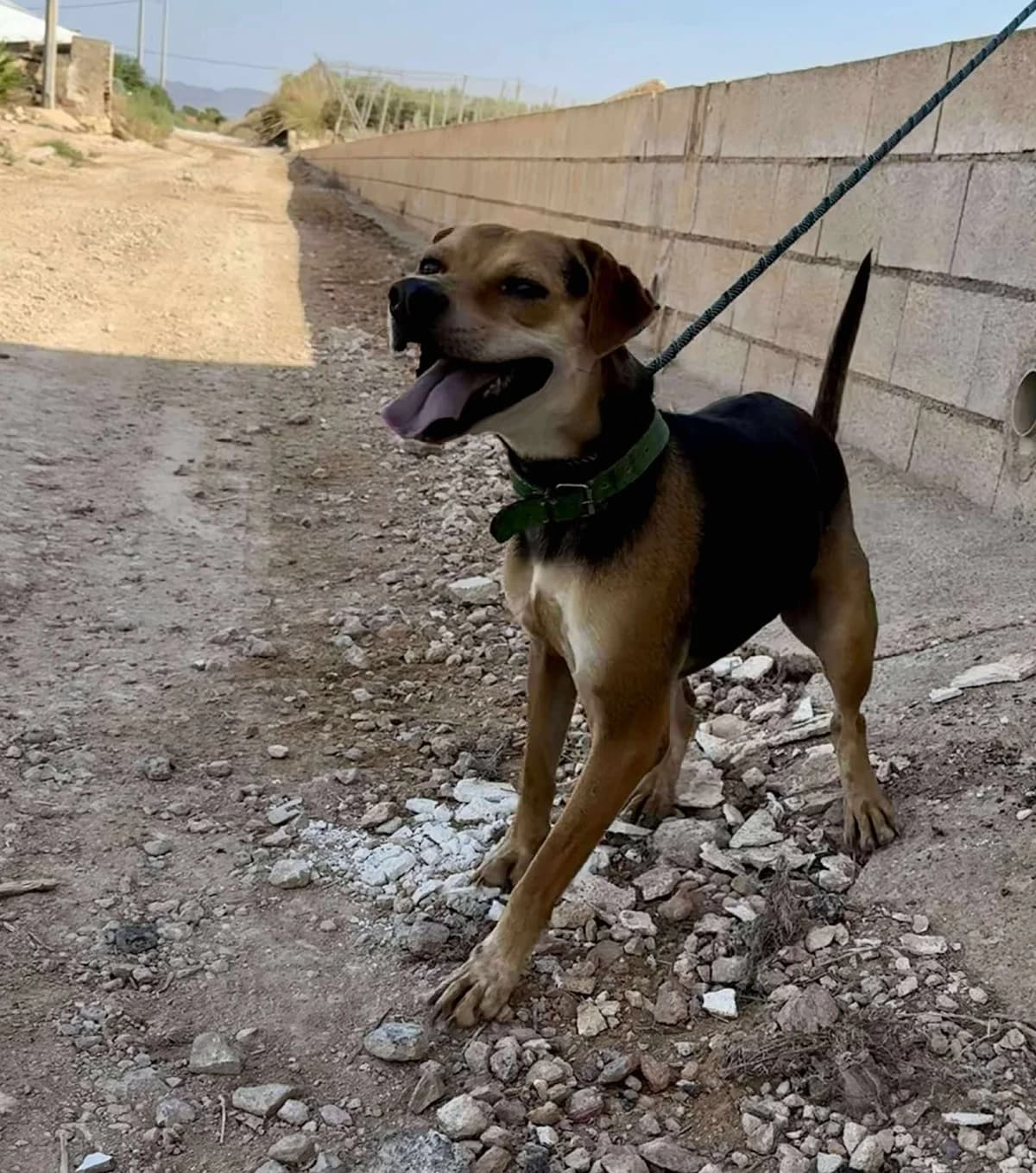 MANU, male Mixed Breed for adoption at Murcia), Lips Rescue photo 6