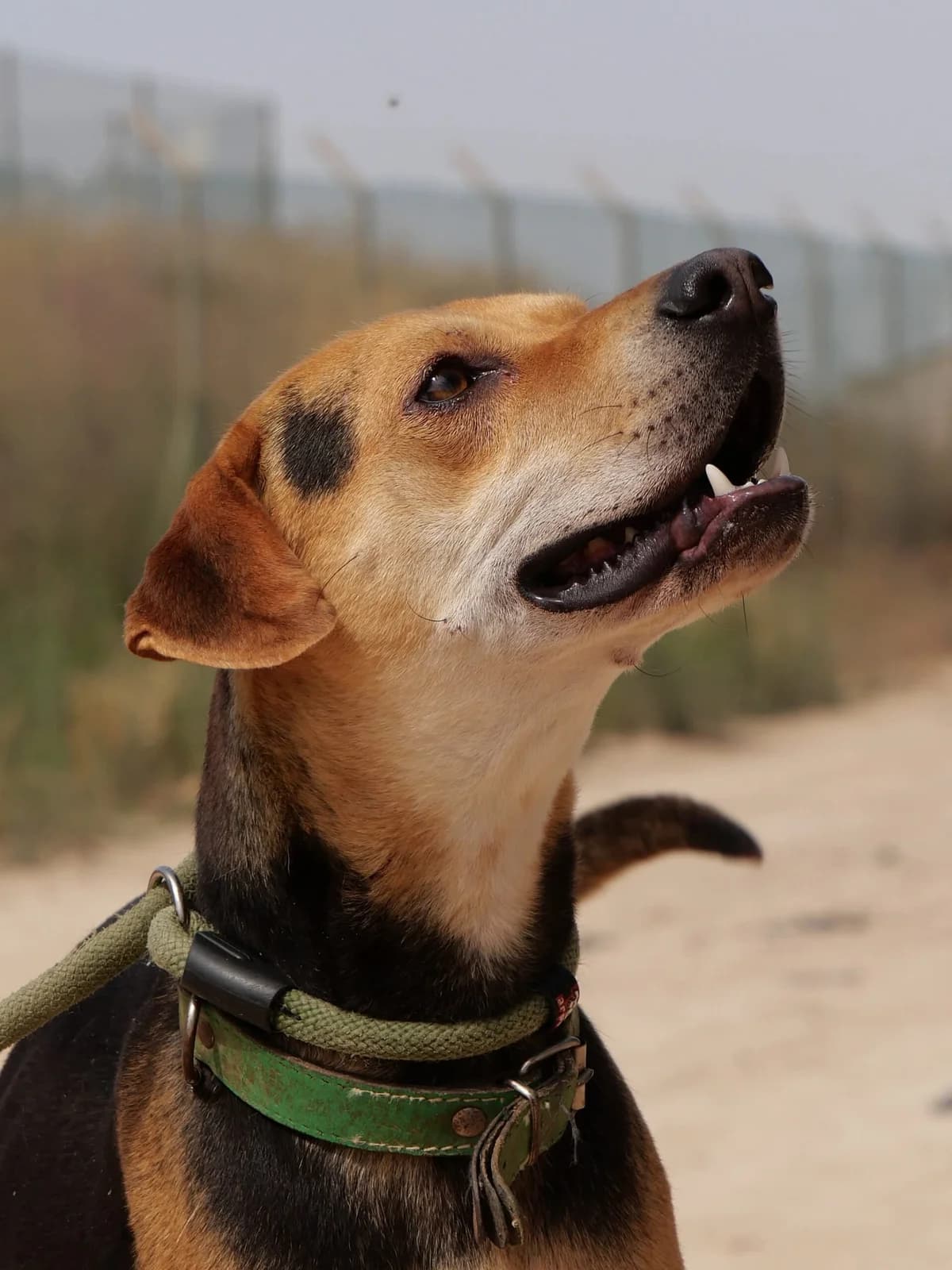 MANU, male Mixed Breed for adoption at Murcia), Lips Rescue photo 7