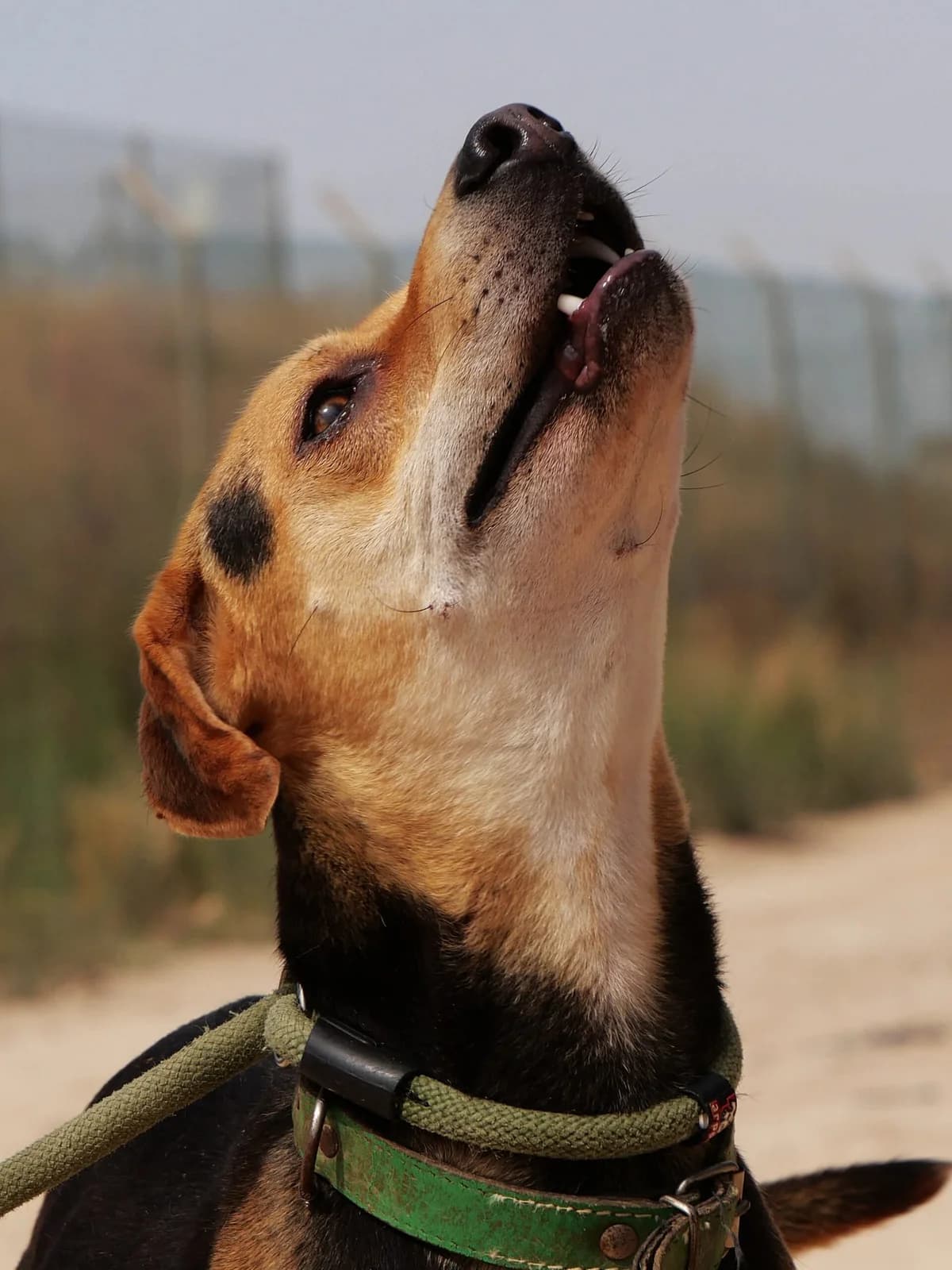 MANU, male Mixed Breed for adoption at Murcia), Lips Rescue photo 8