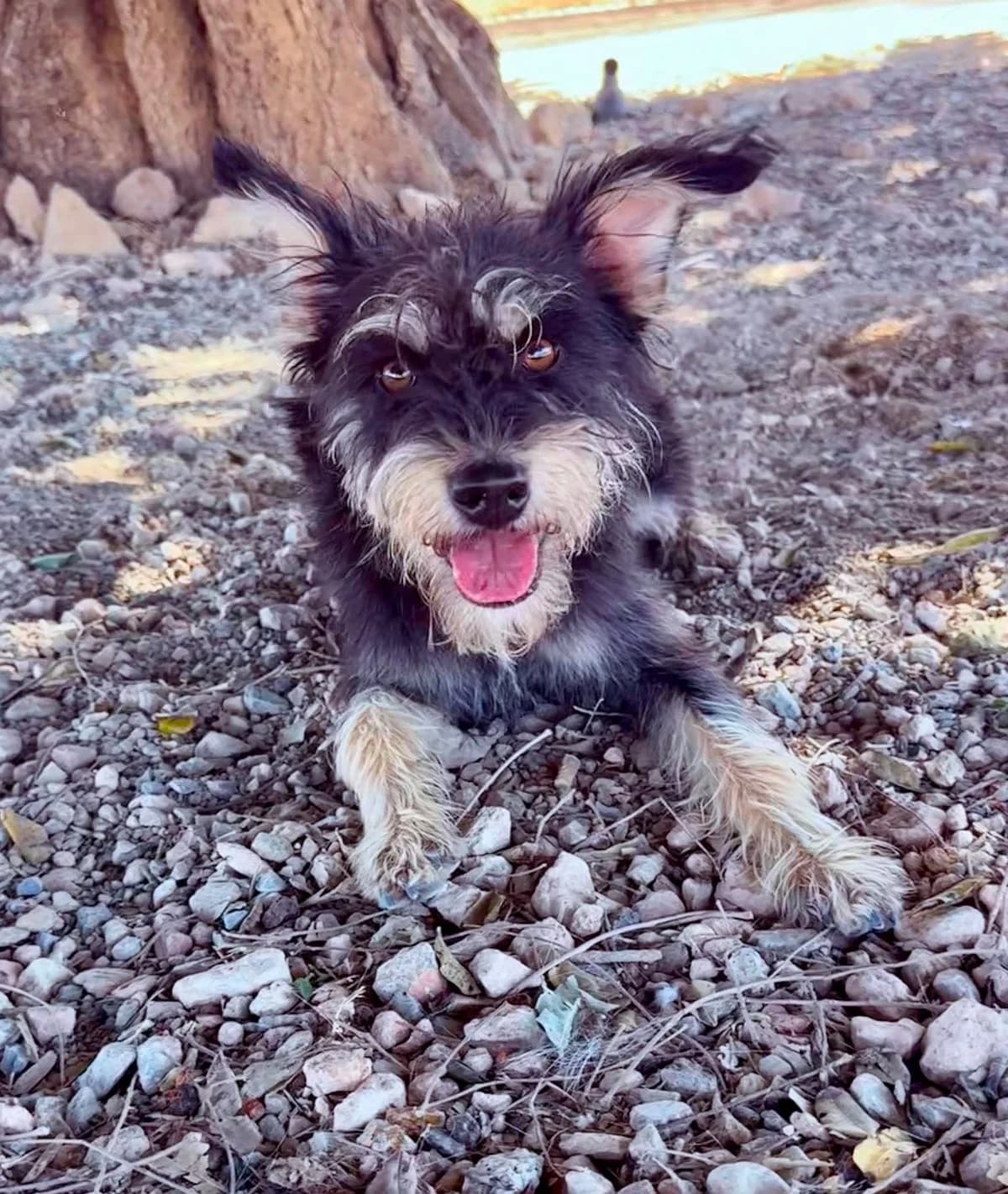 MARCOS, male Mixed Breed for adoption at Murcia), Lips Rescue