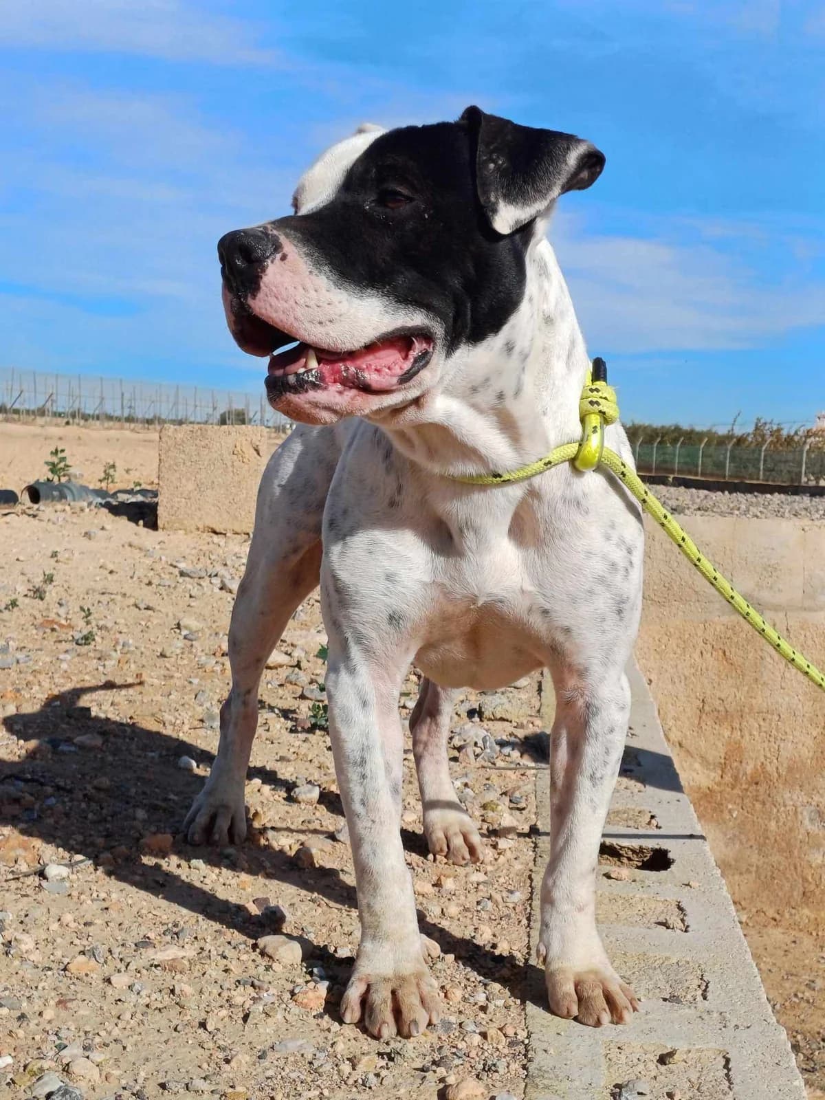 MARFIL (PPP), male Mixed Breed for adoption at Lips Rescue