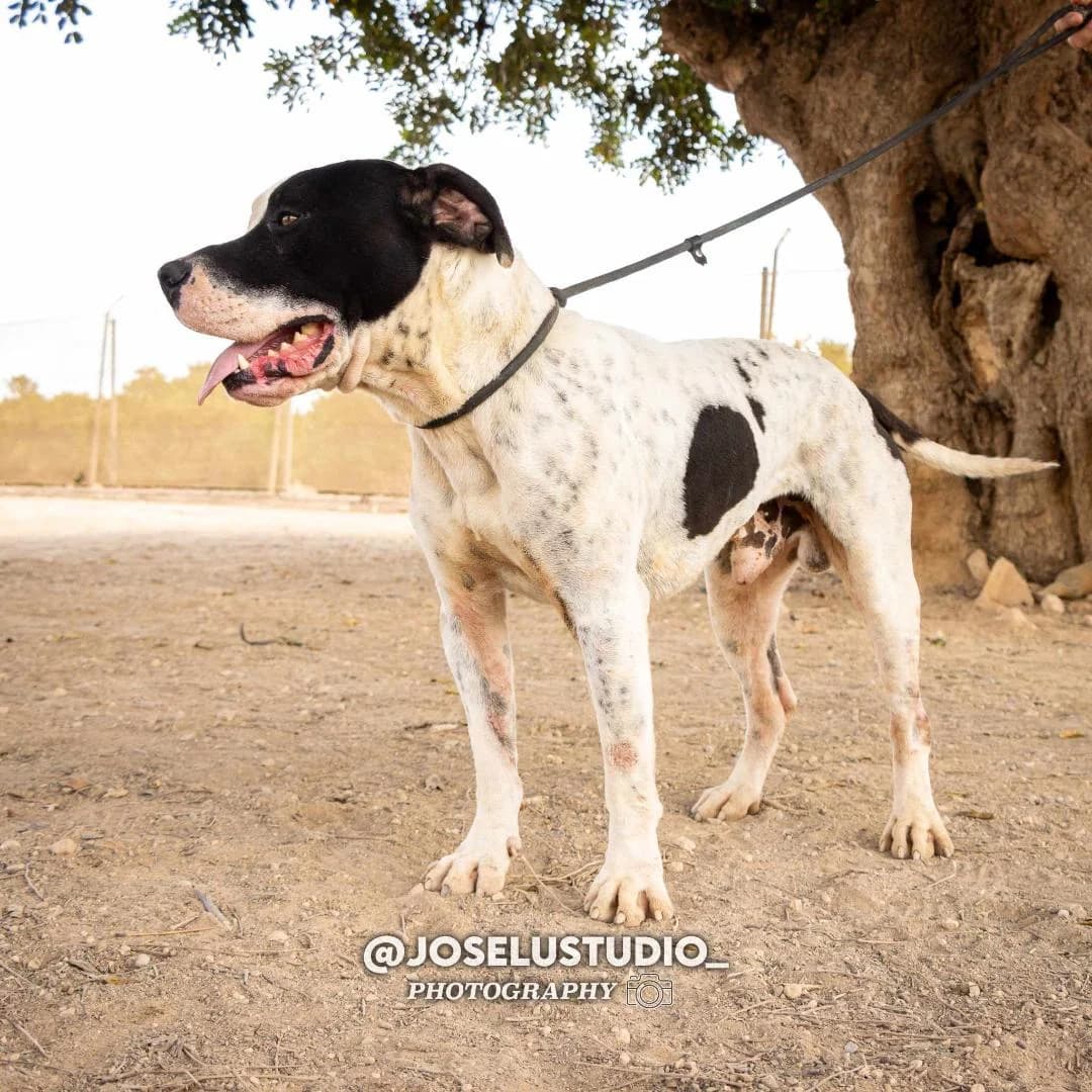 MARFIL (PPP), male Mixed Breed for adoption at Murcia), Lips Rescue photo 2