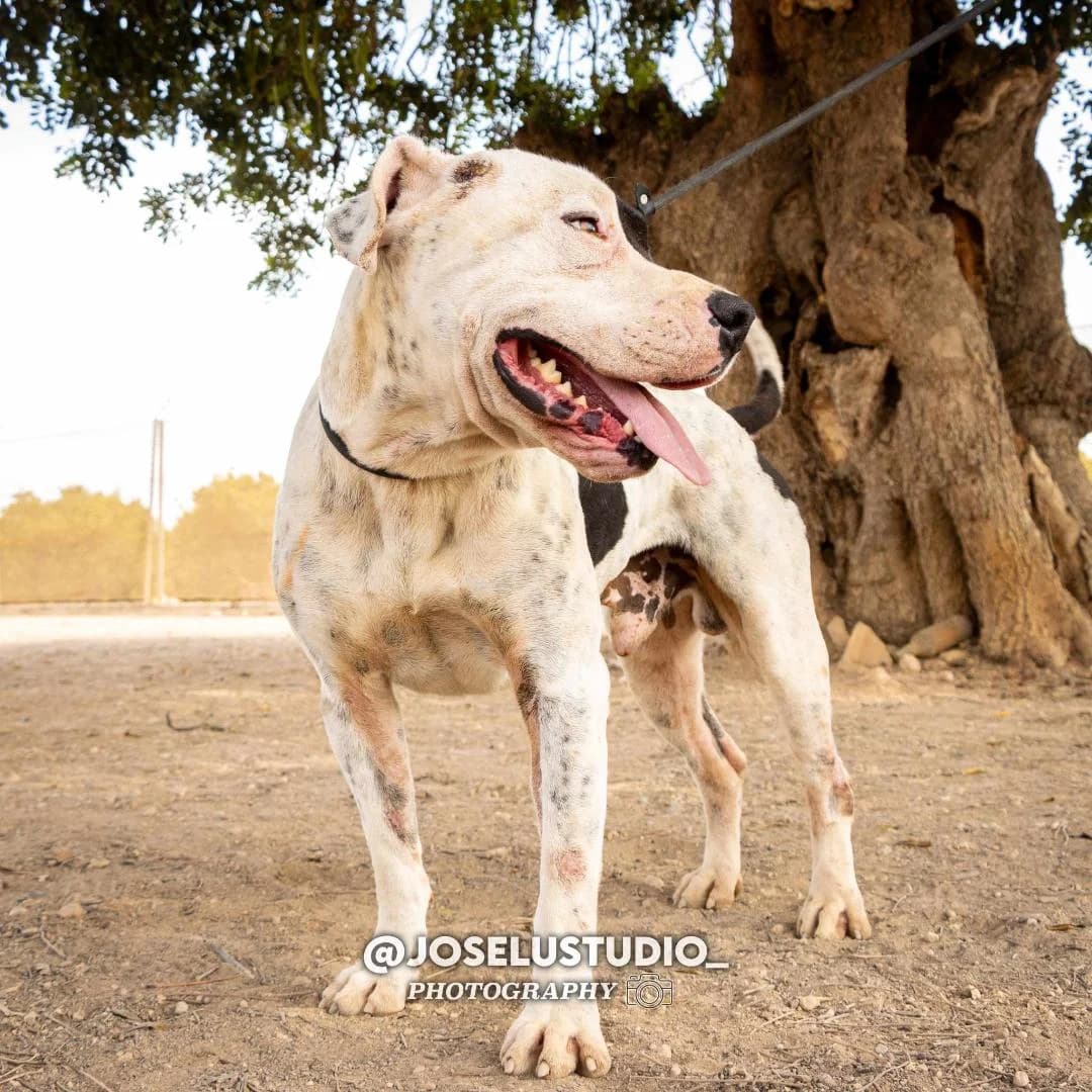 MARFIL (PPP), male Mixed Breed for adoption at Murcia), Lips Rescue photo 3