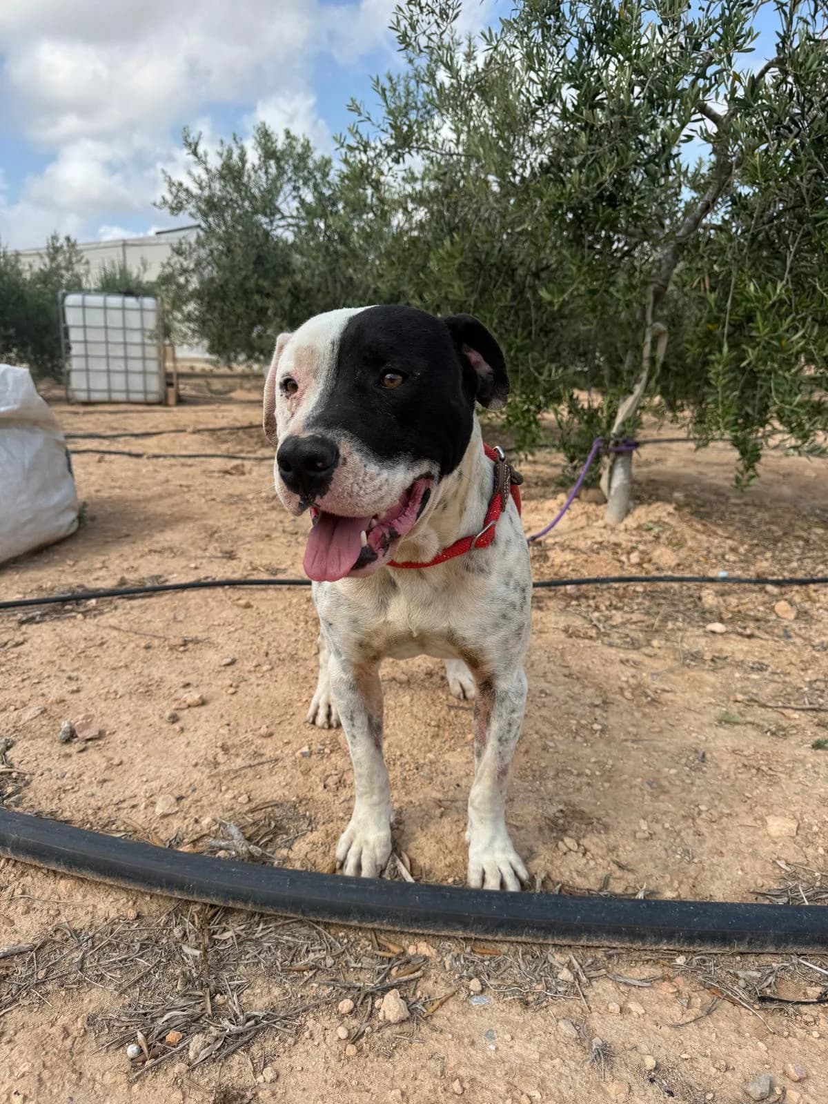 MARFIL (PPP), male Mixed Breed for adoption at Murcia), Lips Rescue photo 4