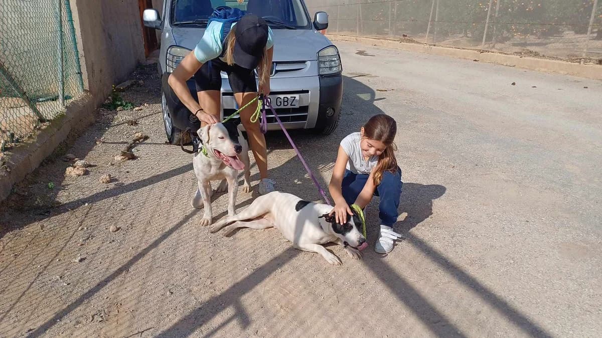 MARFIL (PPP), male Mixed Breed for adoption at Murcia), Lips Rescue photo 5