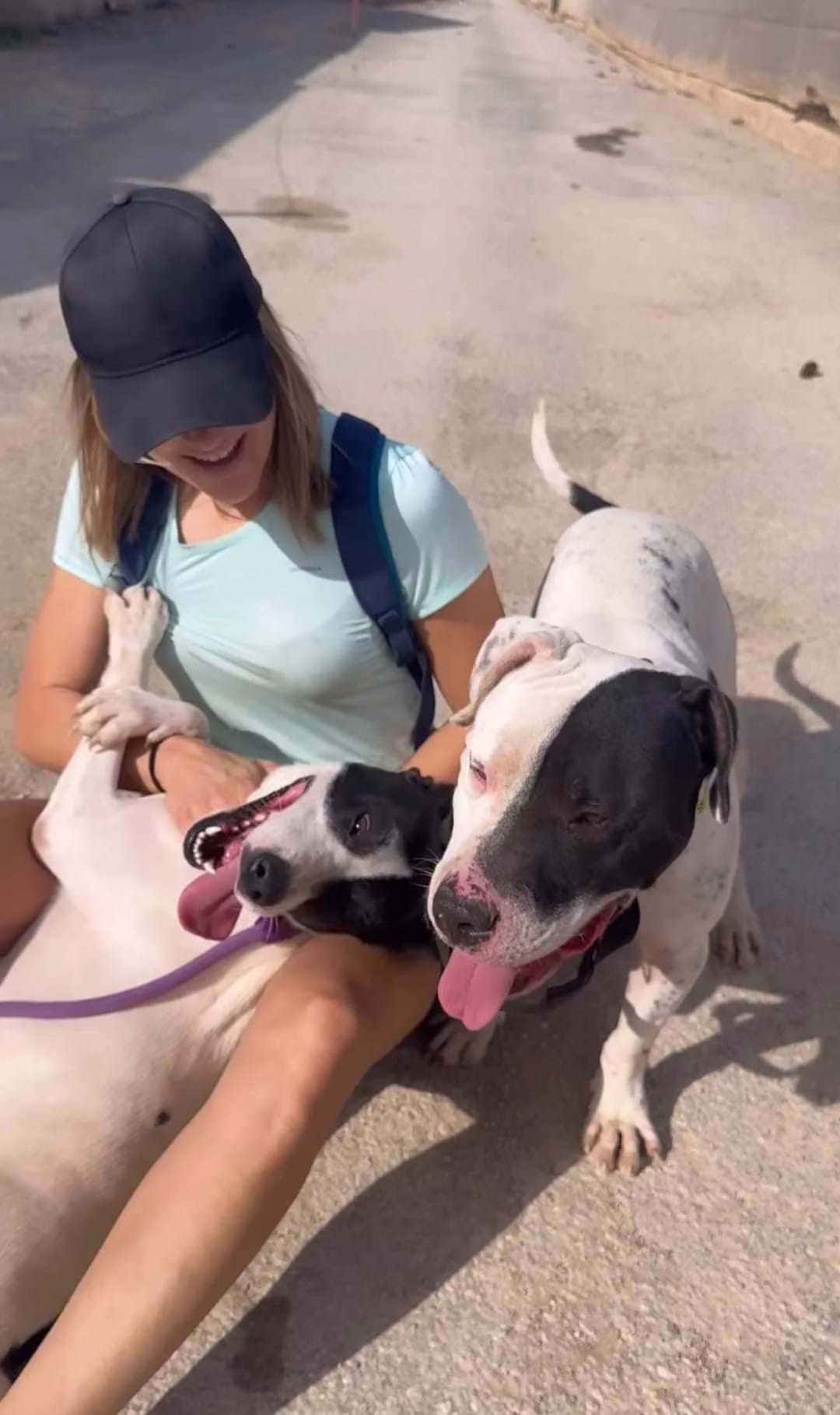 MARFIL (PPP), male Mixed Breed for adoption at Murcia), Lips Rescue photo 6