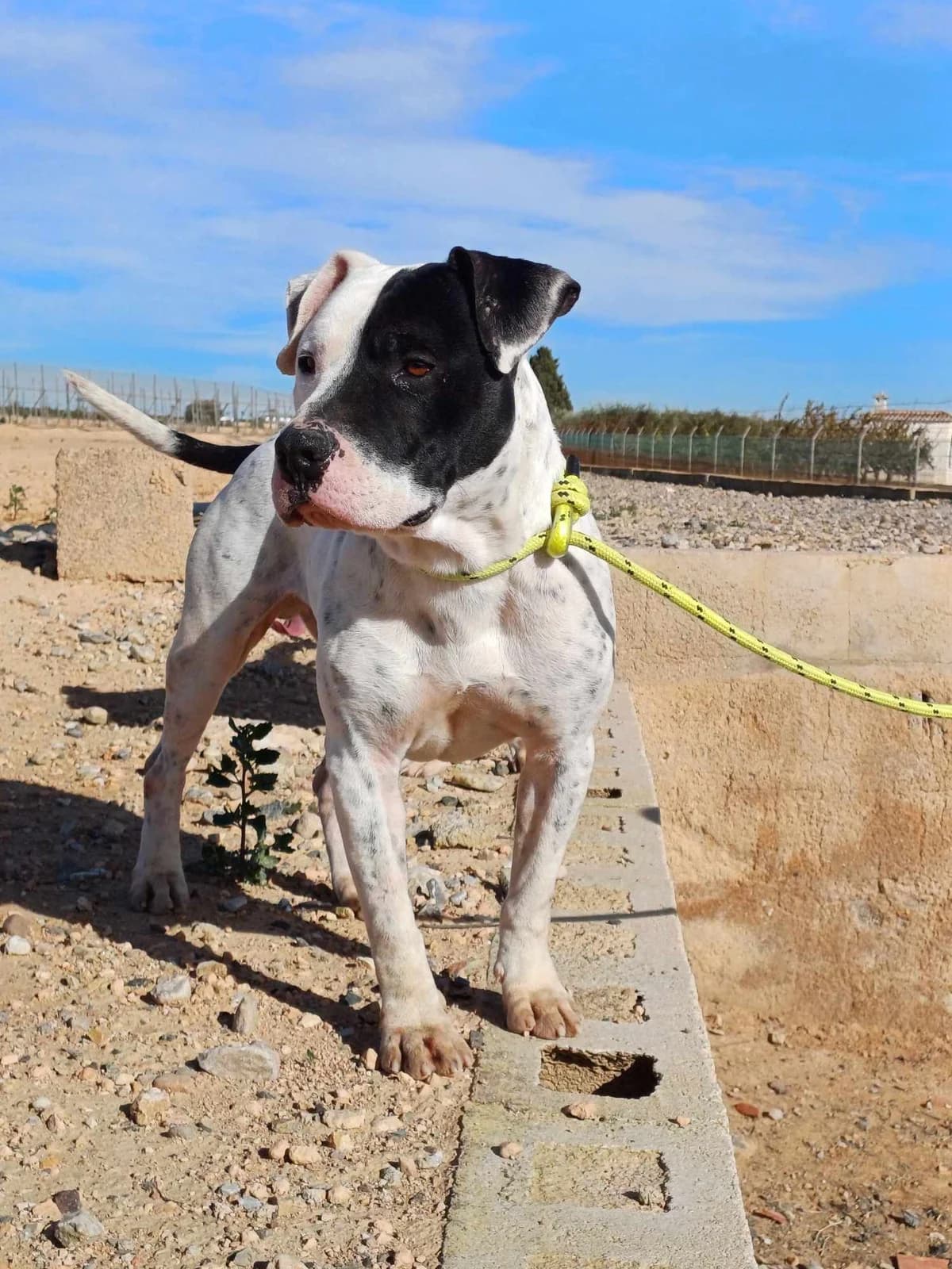 MARFIL (PPP), male Mixed Breed for adoption at Murcia), Lips Rescue photo 8
