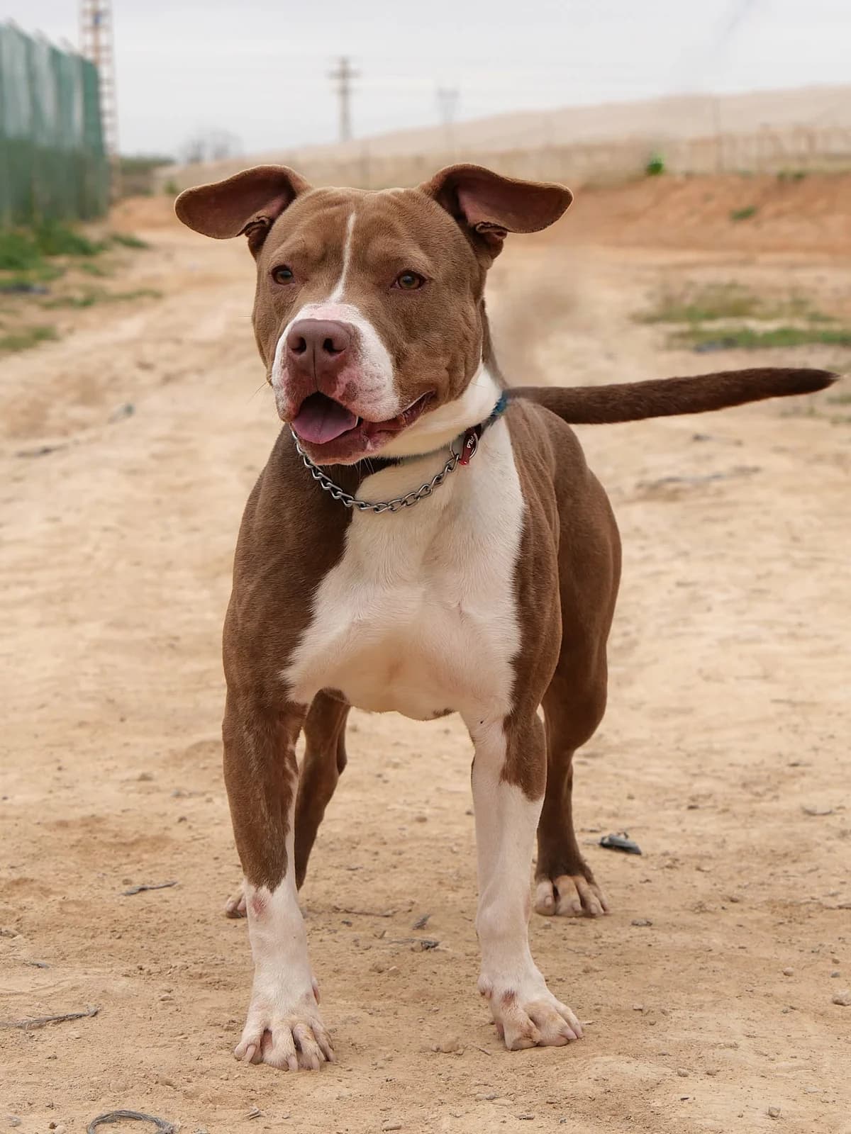 MARRON **RESERVED** 22/3/26 (LAIMA), male Mixed Breed for adoption at Lips Rescue