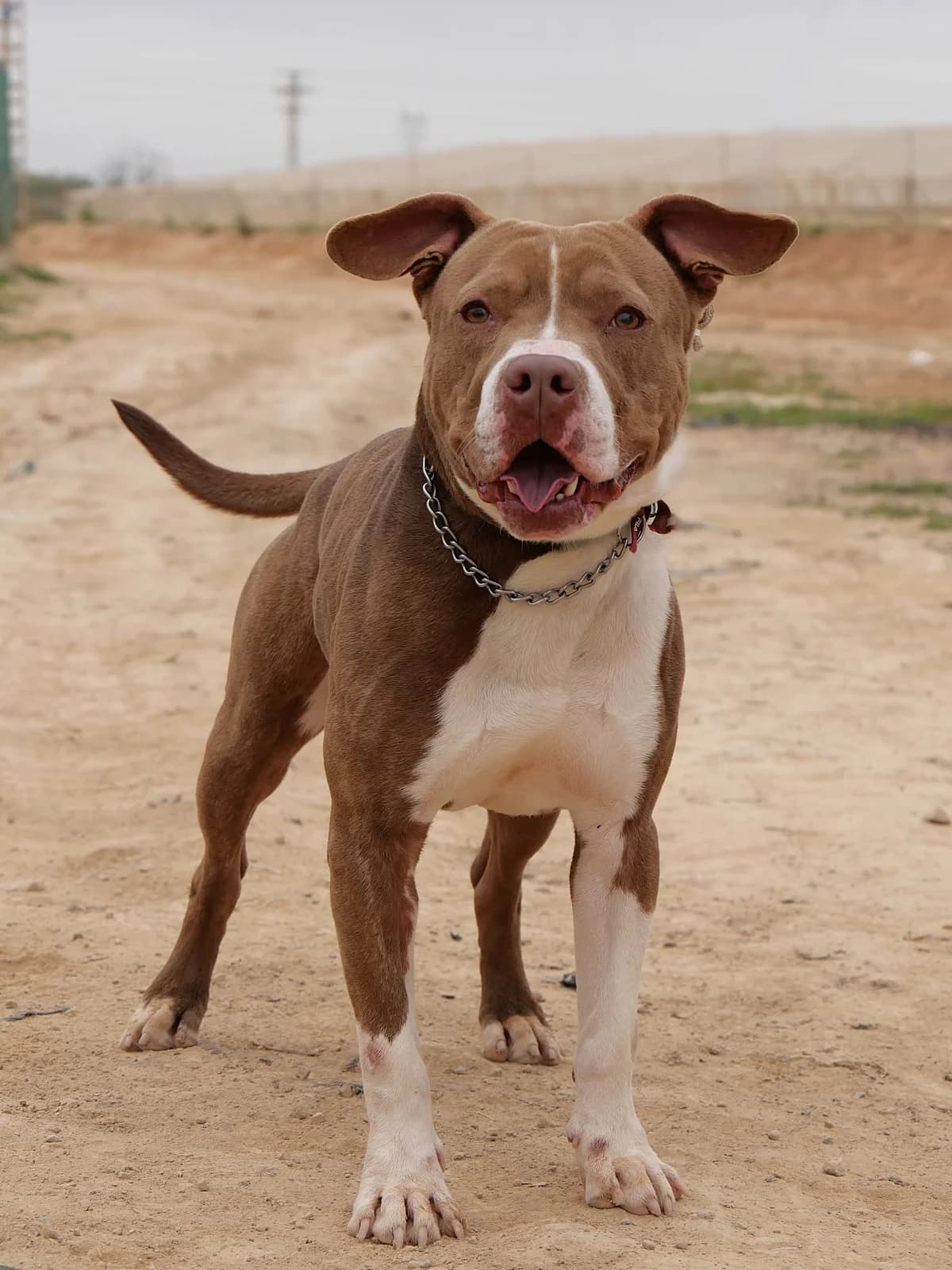 MARRON **RESERVED** 22/3/26 (LAIMA), male Mixed Breed for adoption at Murcia), Lips Rescue photo 2