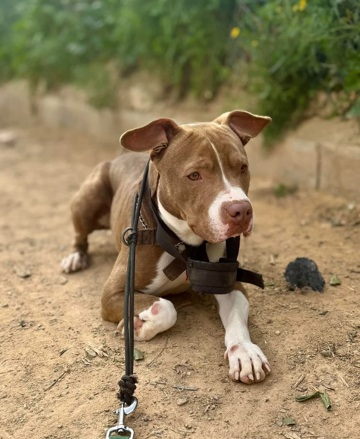 MARRON **RESERVED** 22/3/26 (LAIMA), male Mixed Breed for adoption at Murcia), Lips Rescue photo 3