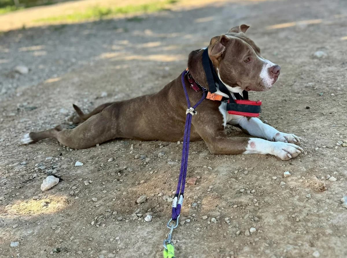 MARRON **RESERVED** 22/3/26 (LAIMA), male Mixed Breed for adoption at Murcia), Lips Rescue photo 4