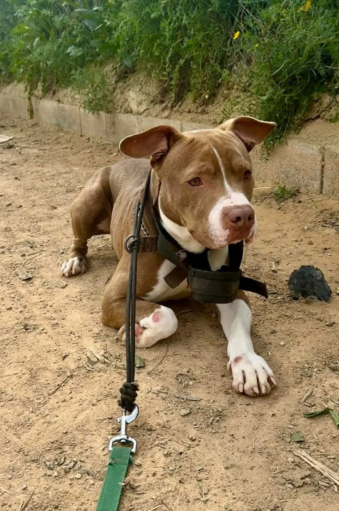 MARRON **RESERVED** 22/3/26 (LAIMA), male Mixed Breed for adoption at Murcia), Lips Rescue photo 5