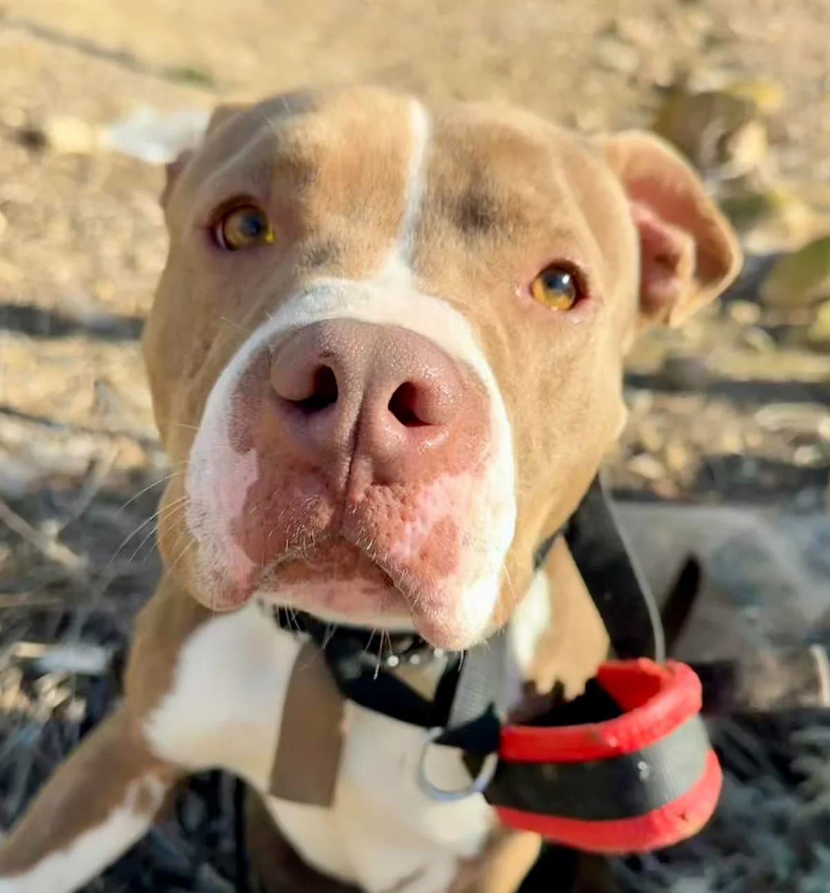 MARRON **RESERVED** 22/3/26 (LAIMA), male Mixed Breed for adoption at Murcia), Lips Rescue photo 6