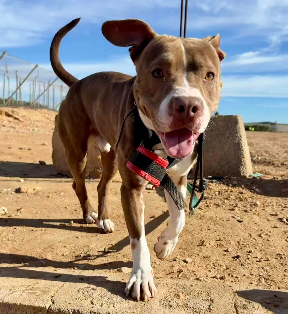 MARRON **RESERVED** 22/3/26 (LAIMA), male Mixed Breed for adoption at Murcia), Lips Rescue photo 7