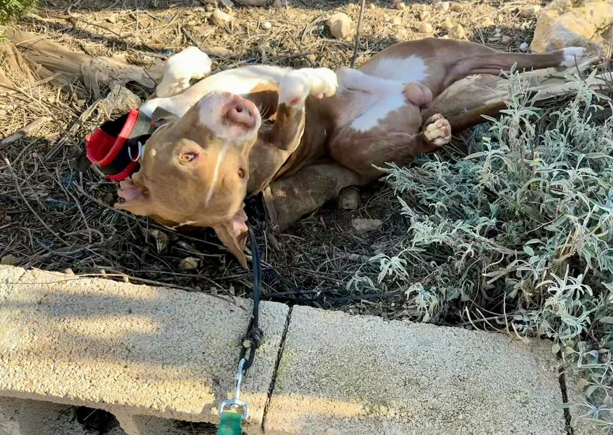 MARRON **RESERVED** 22/3/26 (LAIMA), male Mixed Breed for adoption at Murcia), Lips Rescue photo 8