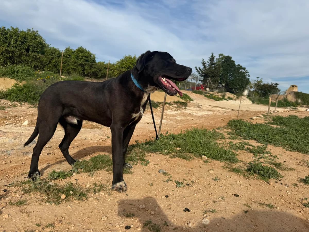 MAXWELL, male Mixed Breed for adoption at Murcia), Lips Rescue