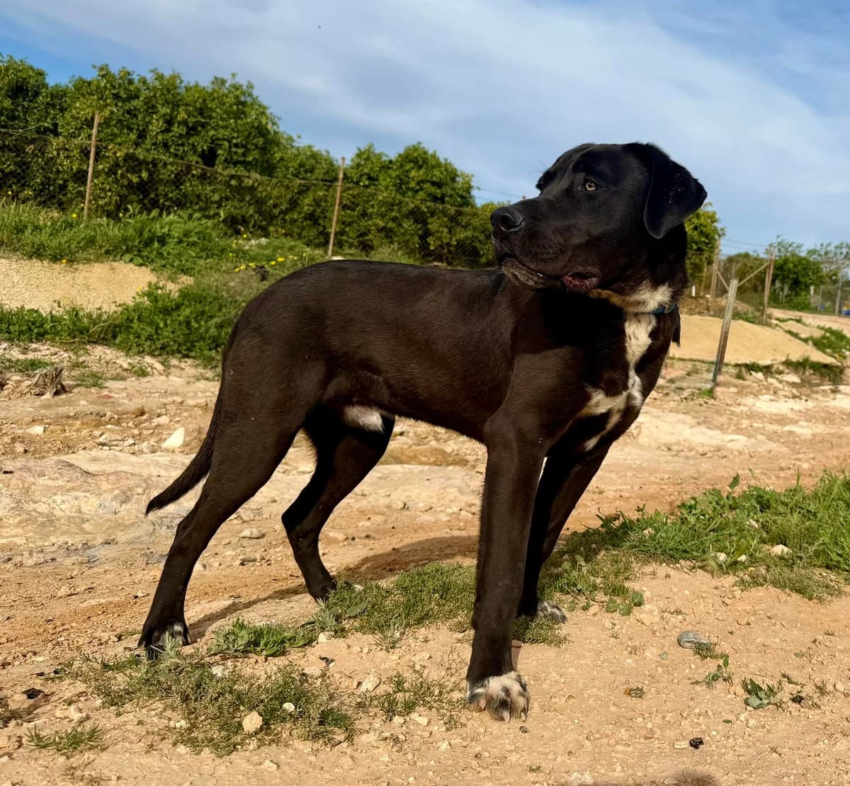 MAXWELL, male Mixed Breed for adoption at Murcia), Lips Rescue photo 2