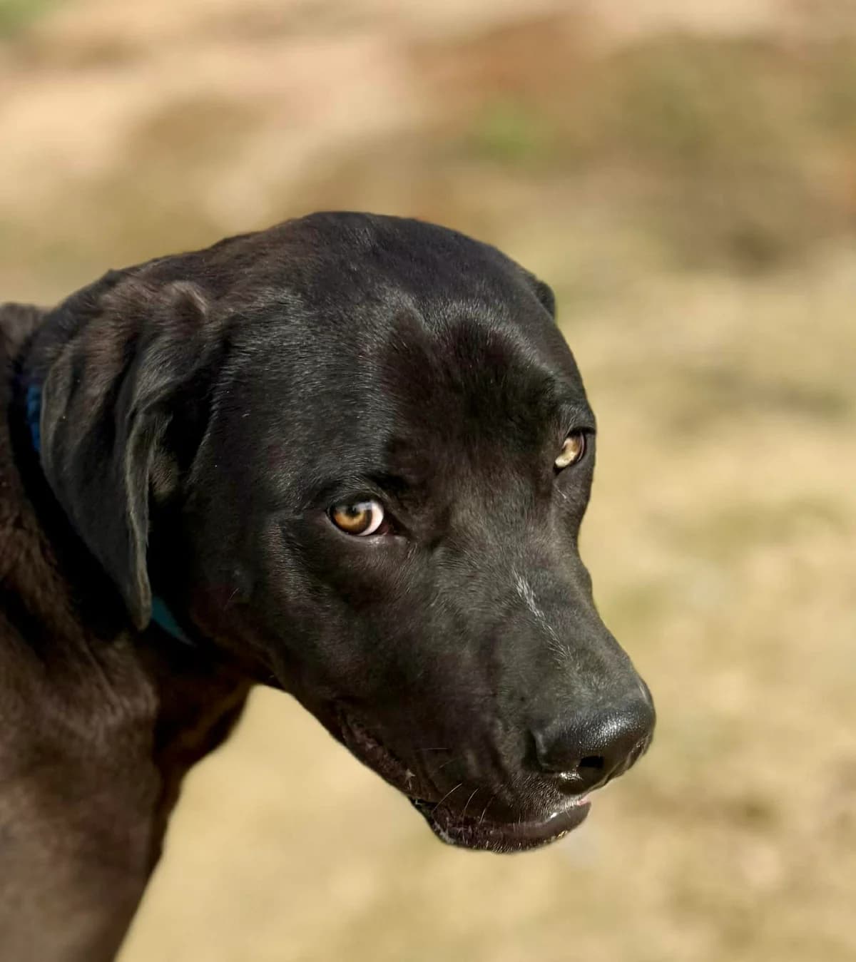 MAXWELL, male Mixed Breed for adoption at Murcia), Lips Rescue photo 3