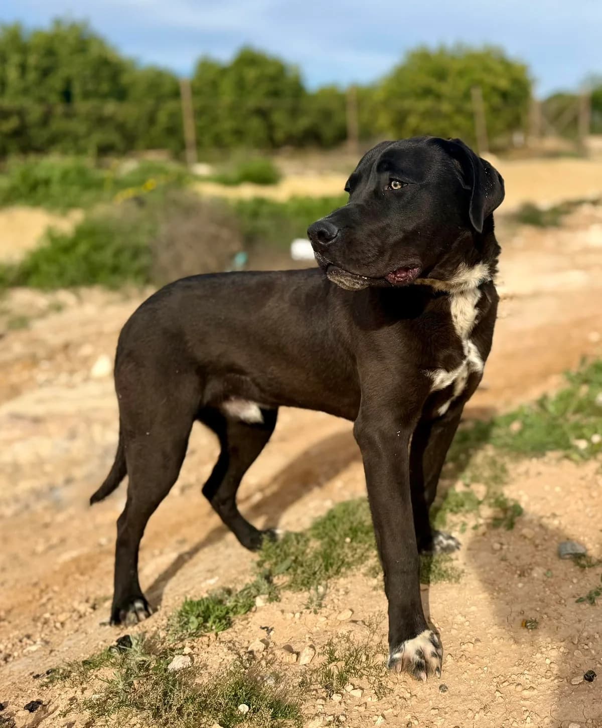 MAXWELL, male Mixed Breed for adoption at Murcia), Lips Rescue photo 4