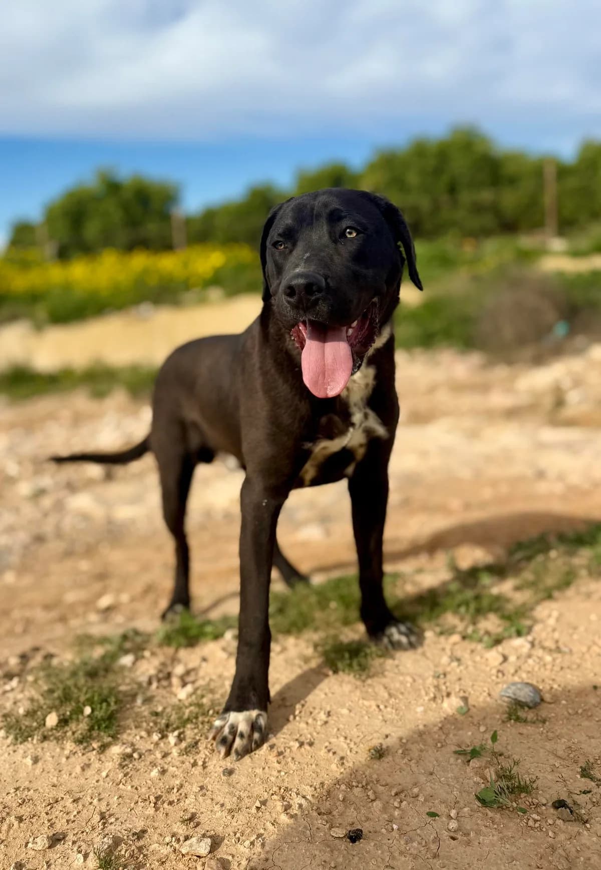 MAXWELL, male Mixed Breed for adoption at Murcia), Lips Rescue photo 5
