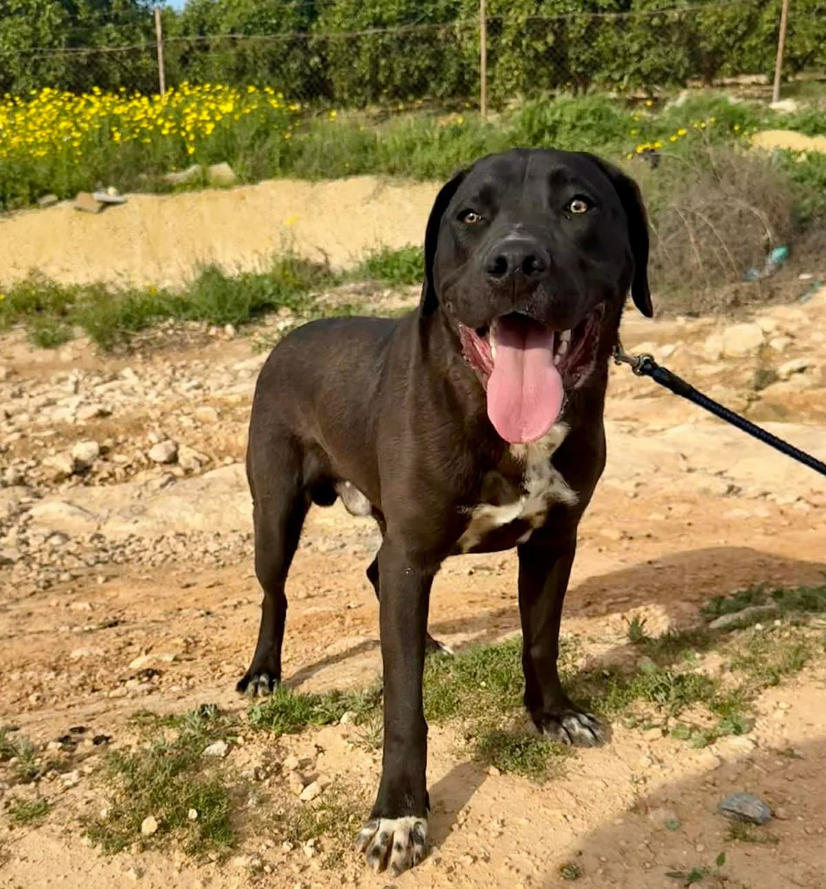 MAXWELL, male Mixed Breed for adoption at Murcia), Lips Rescue photo 6