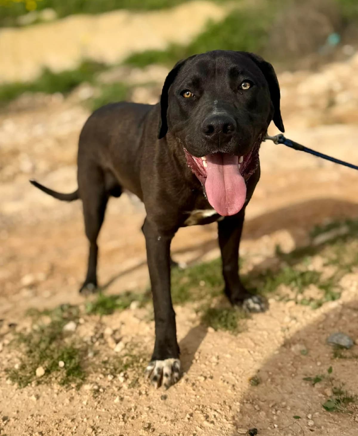 MAXWELL, male Mixed Breed for adoption at Murcia), Lips Rescue photo 7