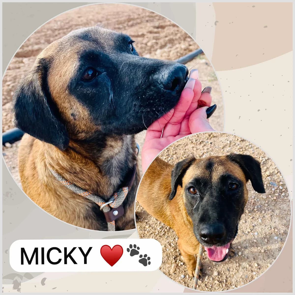 MICKY, male Mixed Breed for adoption at Murcia), Lips Rescue