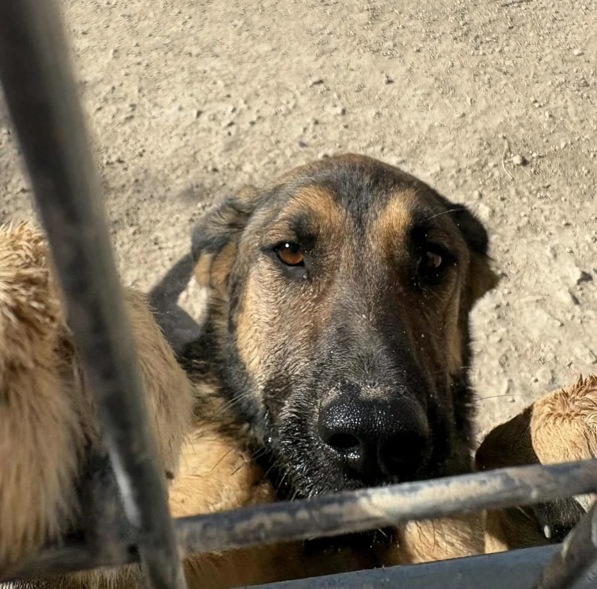 MILLY, female Mixed Breed for adoption at Murcia), Lips Rescue
