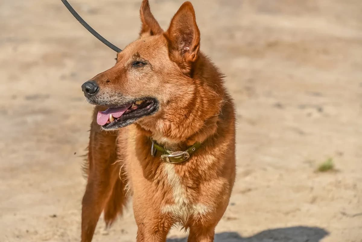 MILO (1), male Mixed Breed for adoption at Murcia), Lips Rescue