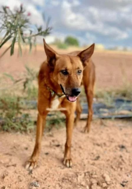 MILO (1), male Mixed Breed for adoption at Murcia), Lips Rescue photo 3