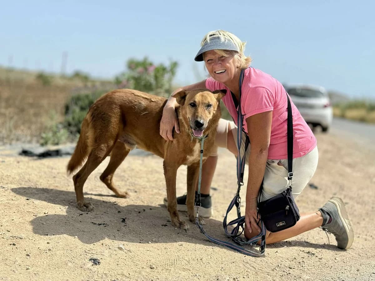 MILO (1), male Mixed Breed for adoption at Murcia), Lips Rescue photo 4