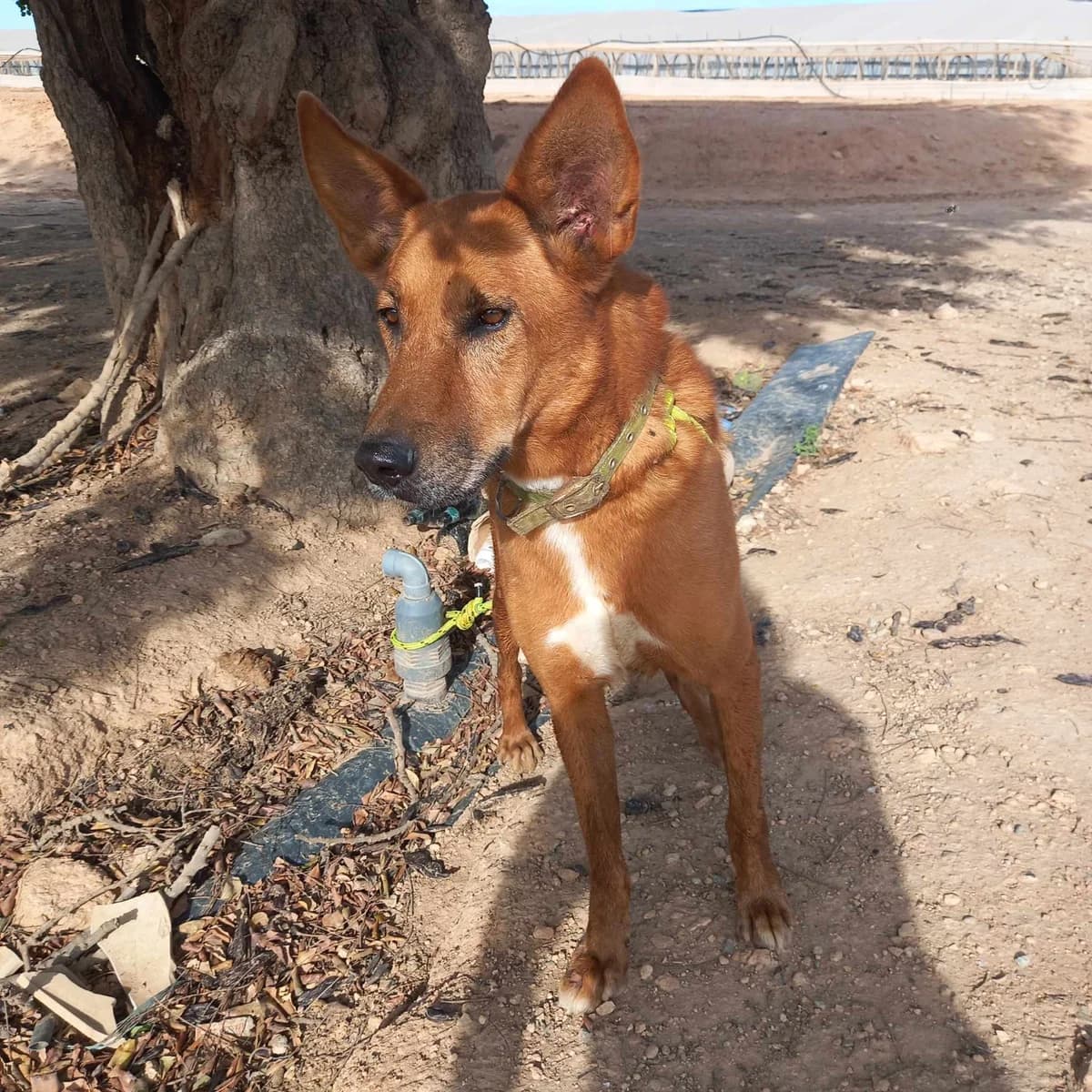 MILO (1), male Mixed Breed for adoption at Murcia), Lips Rescue photo 5