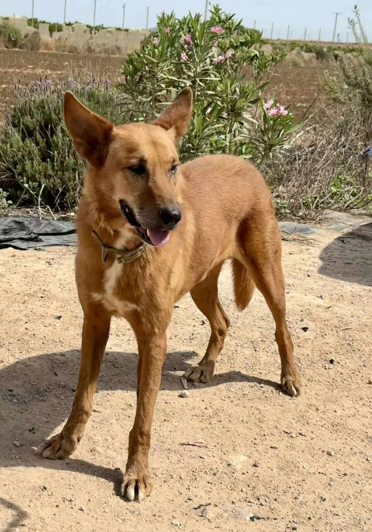 MILO (1), male Mixed Breed for adoption at Murcia), Lips Rescue photo 6