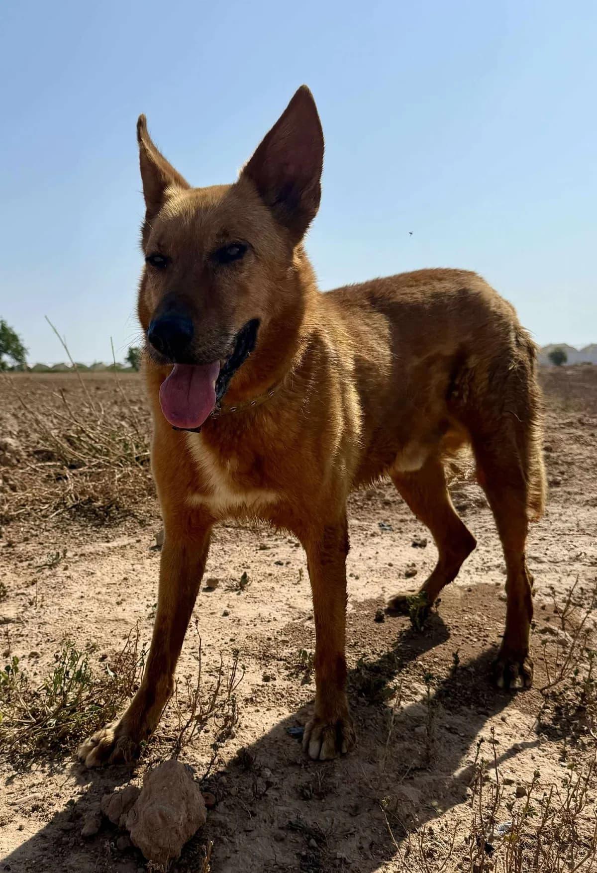 MILO (1), male Mixed Breed for adoption at Murcia), Lips Rescue photo 7