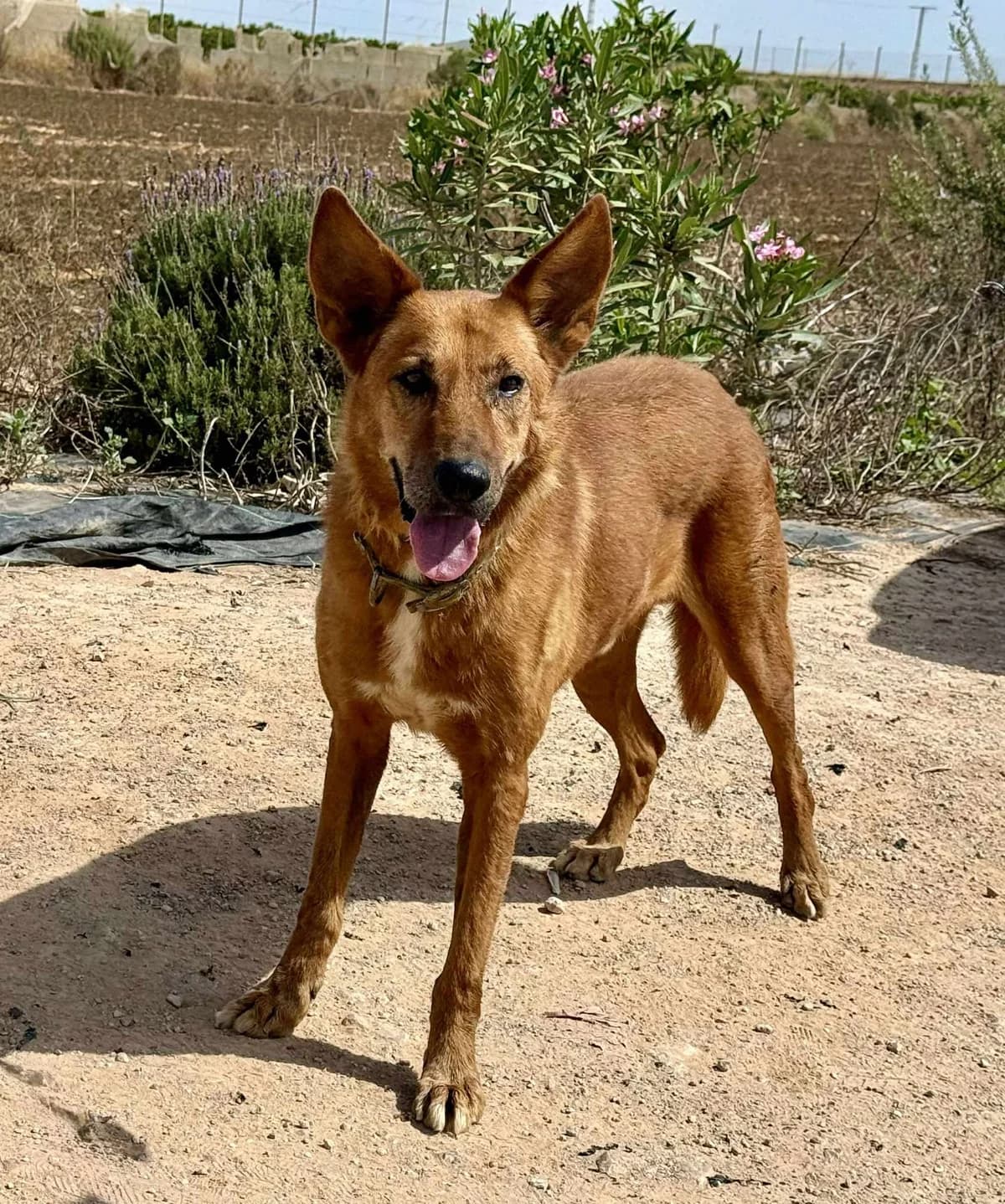 MILO (1), male Mixed Breed for adoption at Murcia), Lips Rescue photo 8