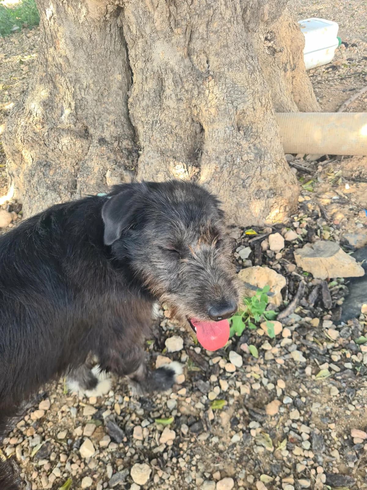 MOSTACHO, male Mixed Breed for adoption at Murcia), Lips Rescue